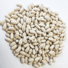 Wholesale Spanish White Kidney Beans